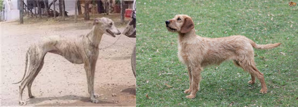 Styrian Coarse Haired Hound vs Rampur Greyhound - Breed Comparison