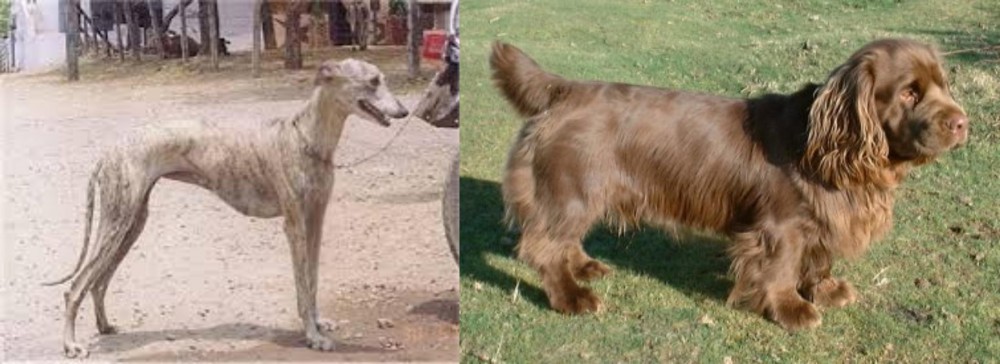 Sussex Spaniel vs Rampur Greyhound - Breed Comparison