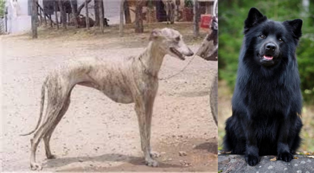 Swedish Lapphund vs Rampur Greyhound - Breed Comparison