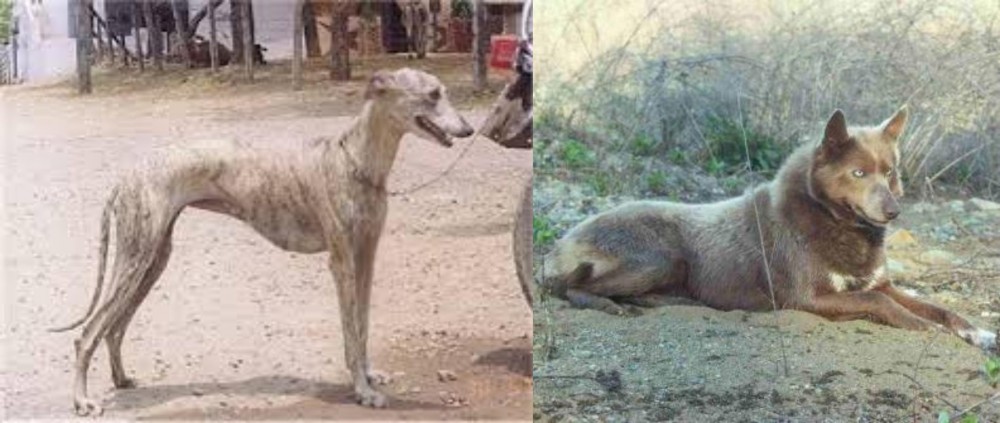 Tahltan Bear Dog vs Rampur Greyhound - Breed Comparison