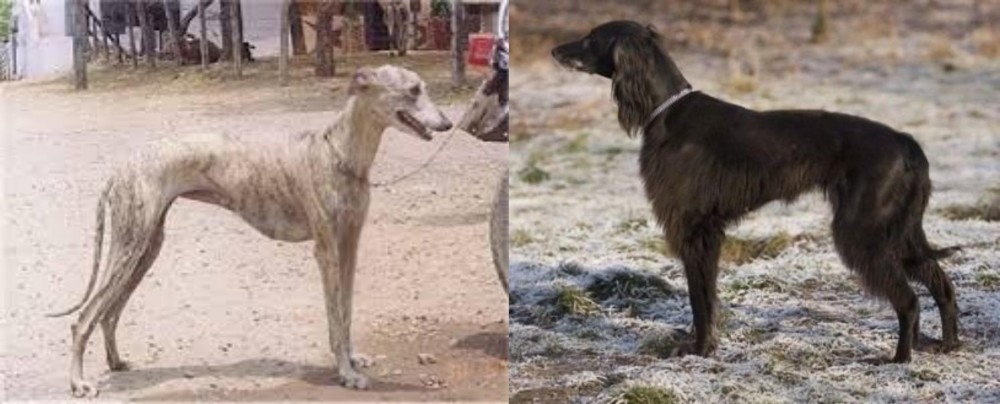 Taigan vs Rampur Greyhound - Breed Comparison