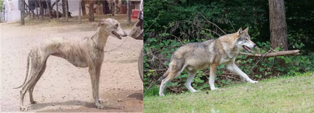 Tamaskan vs Rampur Greyhound - Breed Comparison