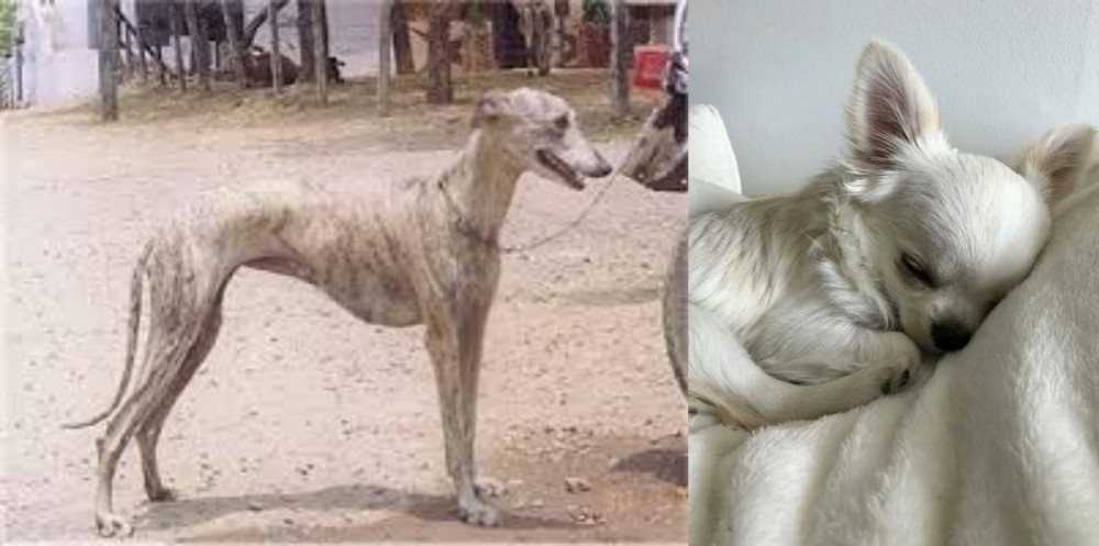 Tea Cup Chihuahua vs Rampur Greyhound - Breed Comparison