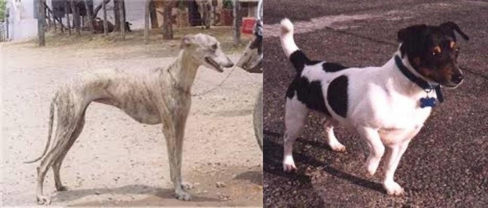 Teddy Roosevelt Terrier vs Rampur Greyhound - Breed Comparison