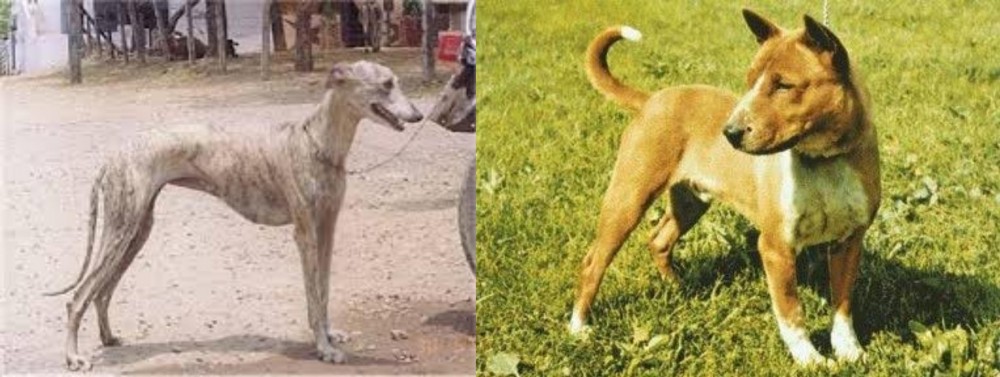 Telomian vs Rampur Greyhound - Breed Comparison