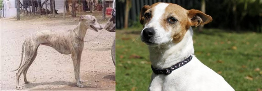 Tenterfield Terrier vs Rampur Greyhound - Breed Comparison