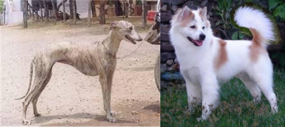 Thai Bangkaew vs Rampur Greyhound - Breed Comparison