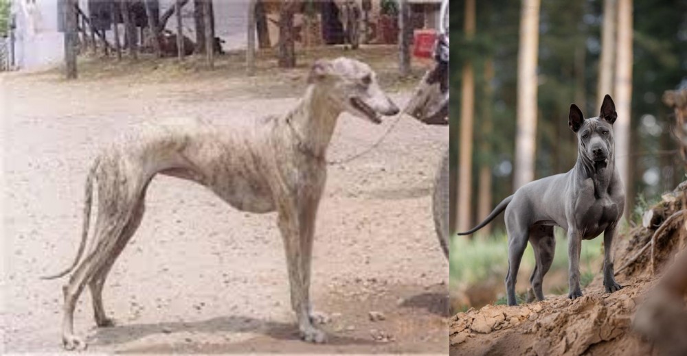 Thai Ridgeback vs Rampur Greyhound - Breed Comparison