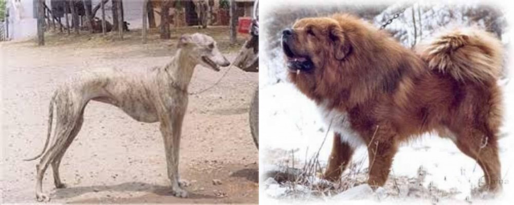 Tibetan Kyi Apso vs Rampur Greyhound - Breed Comparison