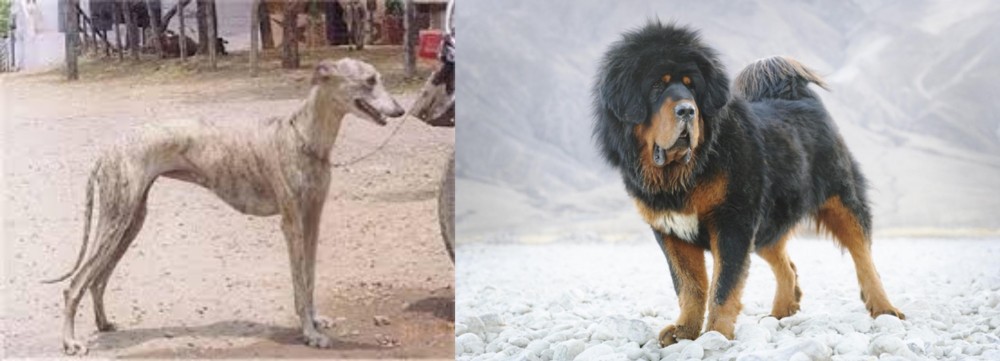 Tibetan Mastiff vs Rampur Greyhound - Breed Comparison