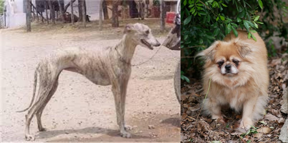 Tibetan Spaniel vs Rampur Greyhound - Breed Comparison