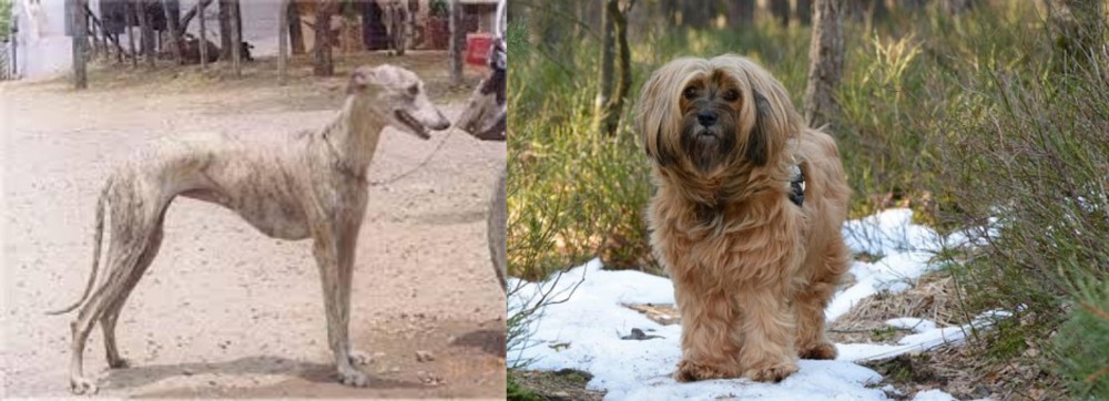 Tibetan Terrier vs Rampur Greyhound - Breed Comparison