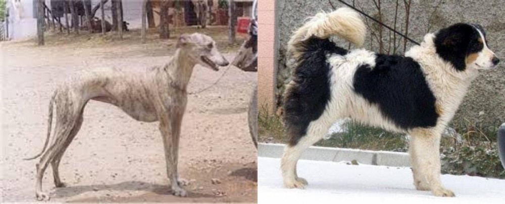 Tornjak vs Rampur Greyhound - Breed Comparison