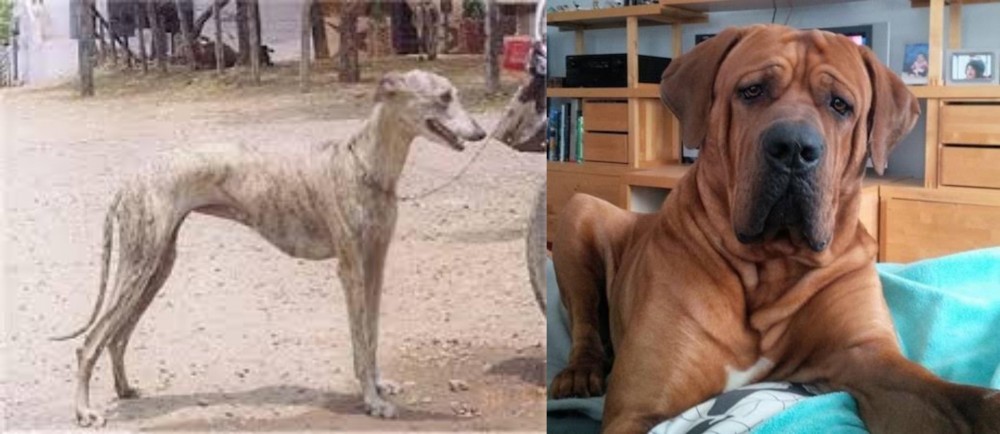 Tosa vs Rampur Greyhound - Breed Comparison