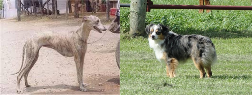 Toy Australian Shepherd vs Rampur Greyhound - Breed Comparison