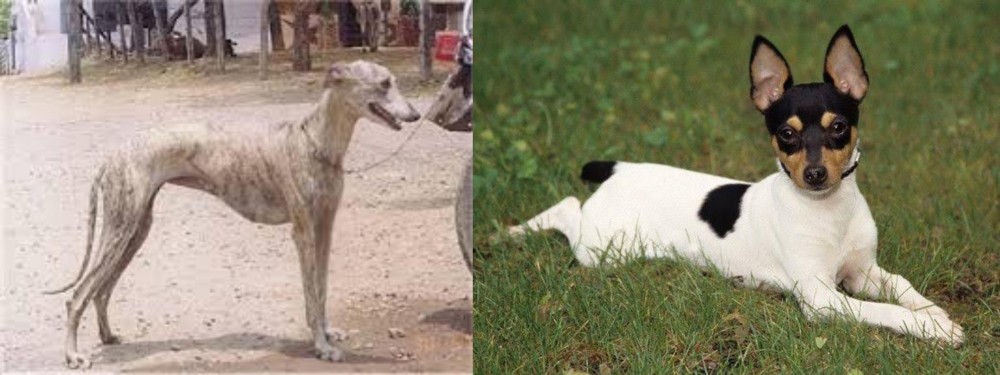 Toy Fox Terrier vs Rampur Greyhound - Breed Comparison