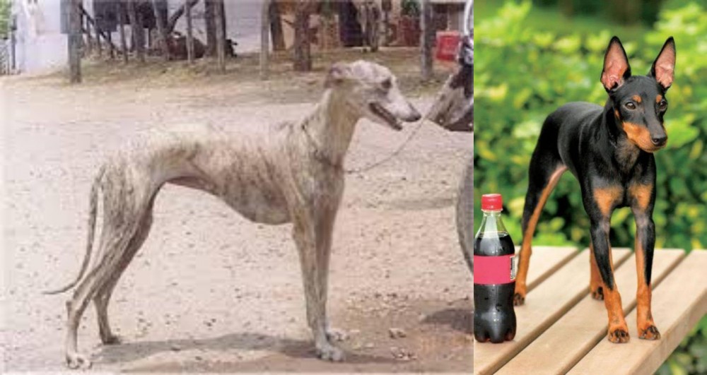 Toy Manchester Terrier vs Rampur Greyhound - Breed Comparison