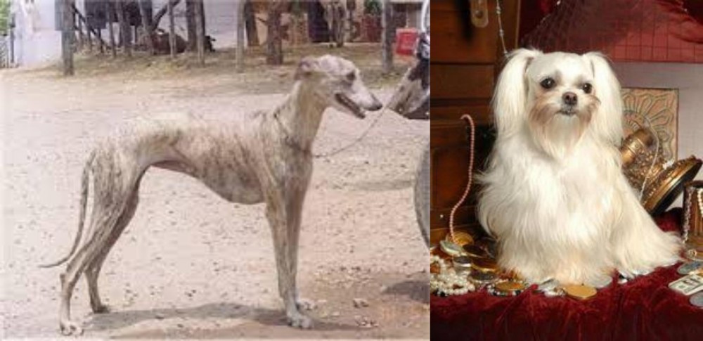 Toy Mi-Ki vs Rampur Greyhound - Breed Comparison