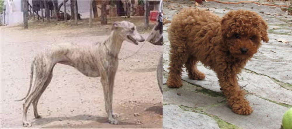 Toy Poodle vs Rampur Greyhound - Breed Comparison