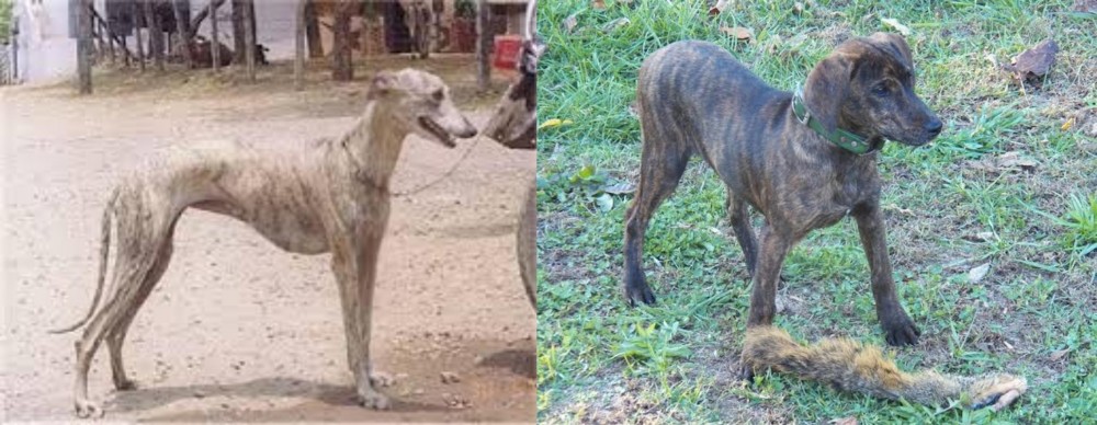 Treeing Cur vs Rampur Greyhound - Breed Comparison