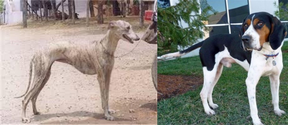 Treeing Walker Coonhound vs Rampur Greyhound - Breed Comparison