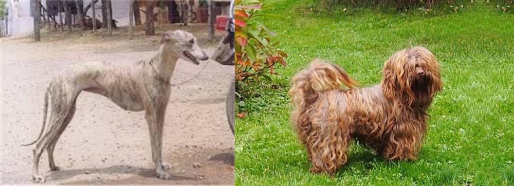 Tsvetnaya Bolonka vs Rampur Greyhound - Breed Comparison