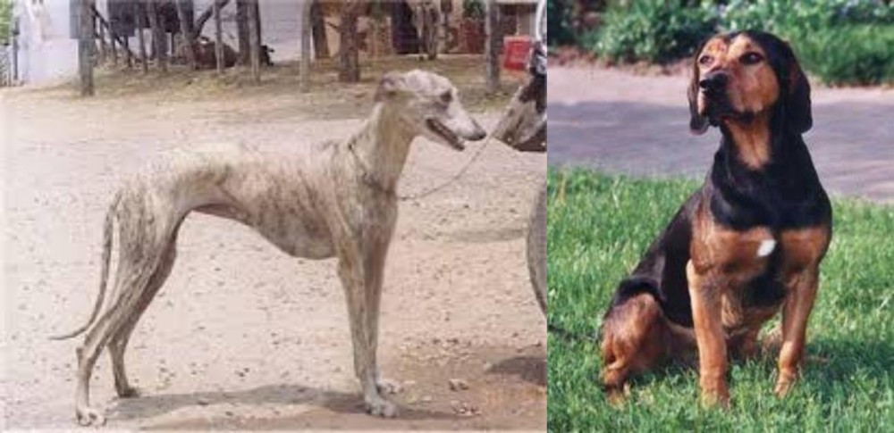 Tyrolean Hound vs Rampur Greyhound - Breed Comparison
