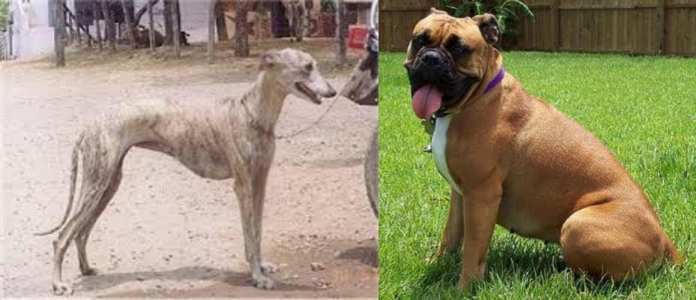 Valley Bulldog vs Rampur Greyhound - Breed Comparison