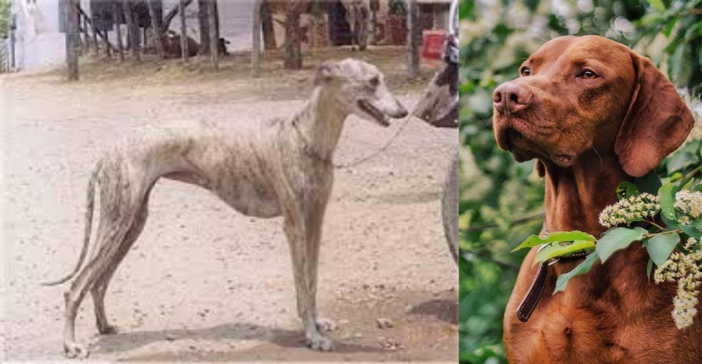 Vizsla vs Rampur Greyhound - Breed Comparison