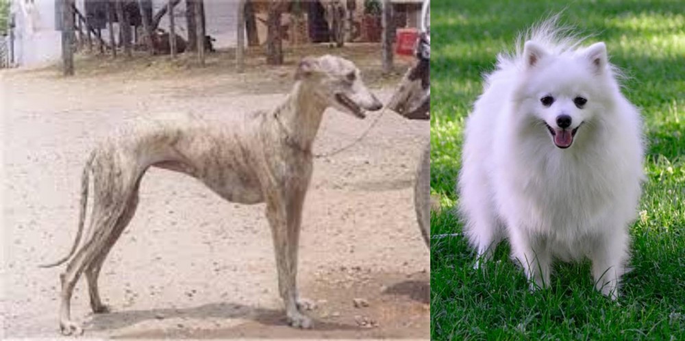 Volpino Italiano vs Rampur Greyhound - Breed Comparison