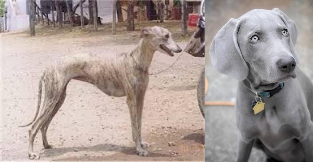 Weimaraner vs Rampur Greyhound - Breed Comparison