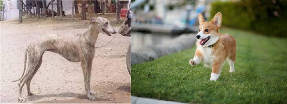 Welsh Corgi vs Rampur Greyhound - Breed Comparison