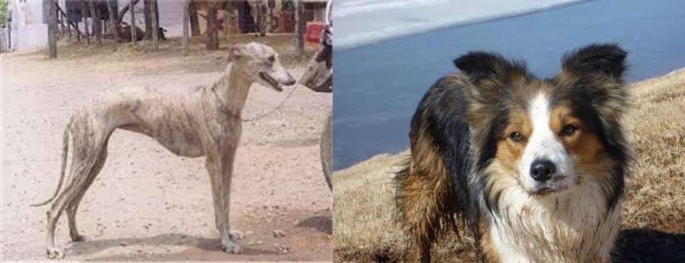 Welsh Sheepdog vs Rampur Greyhound - Breed Comparison