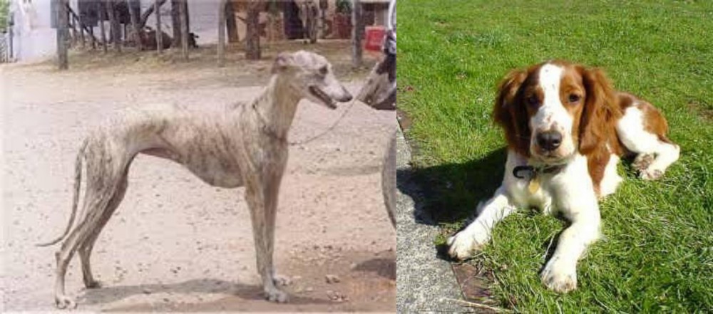 Welsh Springer Spaniel vs Rampur Greyhound - Breed Comparison