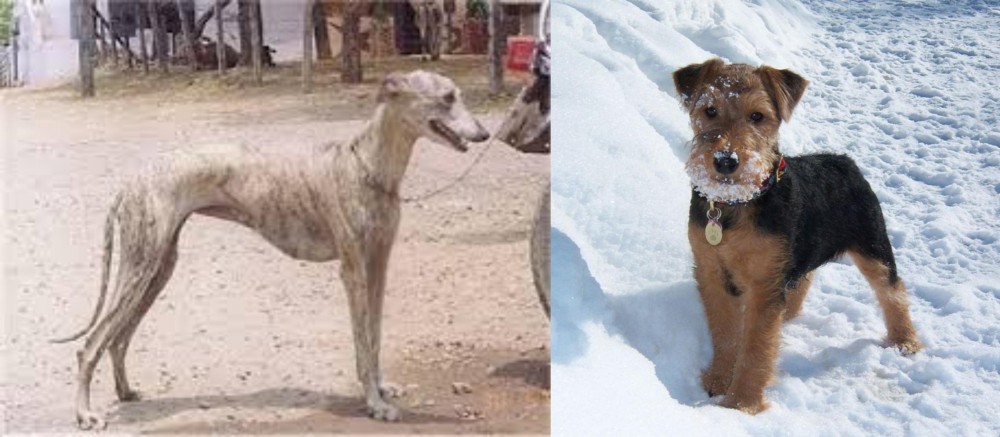 Welsh Terrier vs Rampur Greyhound - Breed Comparison
