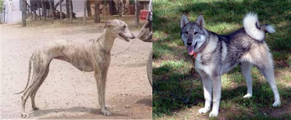 West Siberian Laika vs Rampur Greyhound - Breed Comparison