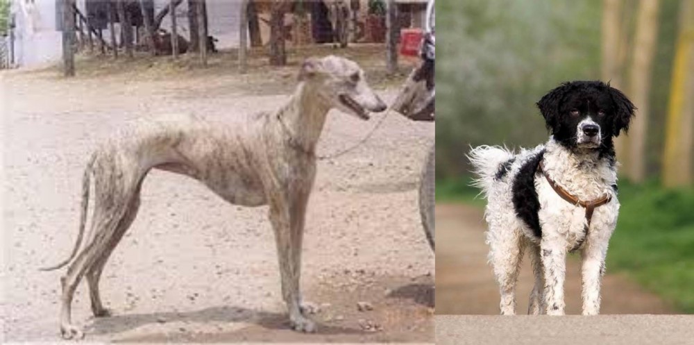 Wetterhoun vs Rampur Greyhound - Breed Comparison