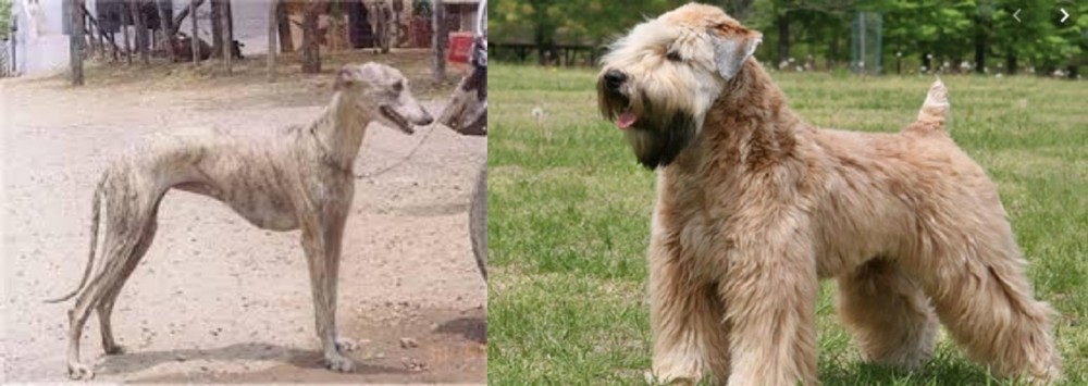 Wheaten Terrier vs Rampur Greyhound - Breed Comparison