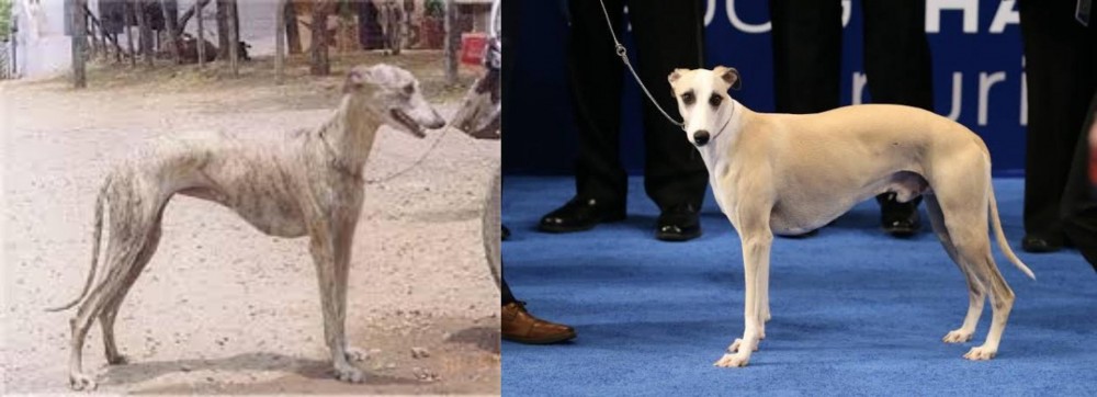 Whippet vs Rampur Greyhound - Breed Comparison