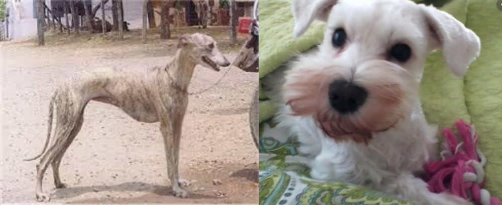 White Schnauzer vs Rampur Greyhound - Breed Comparison