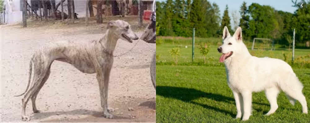 White Shepherd vs Rampur Greyhound - Breed Comparison