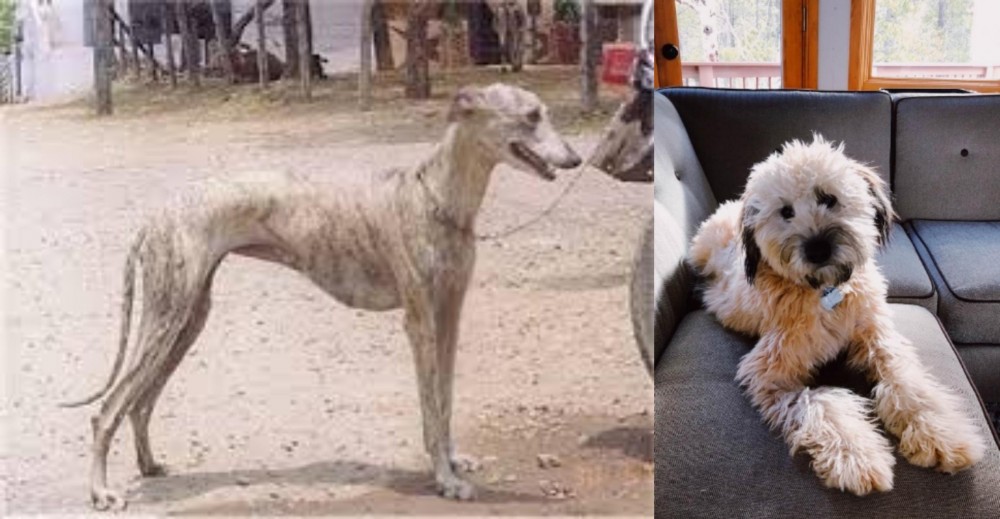 Whoodles vs Rampur Greyhound - Breed Comparison
