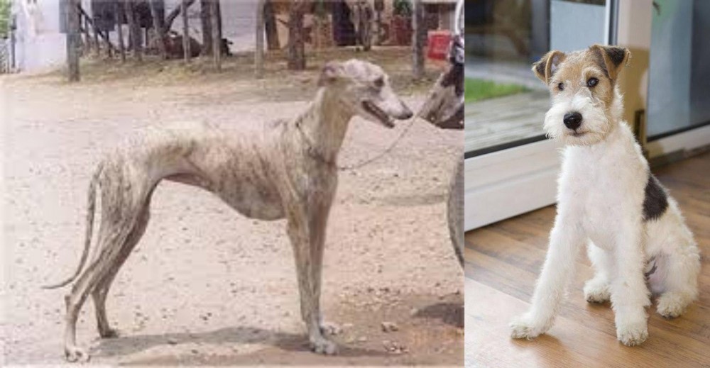Wire Fox Terrier vs Rampur Greyhound - Breed Comparison