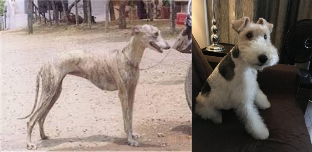 Wire Haired Fox Terrier vs Rampur Greyhound - Breed Comparison