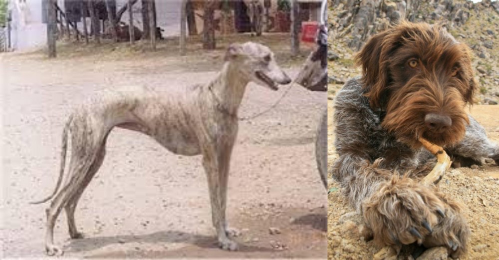 Wirehaired Pointing Griffon vs Rampur Greyhound - Breed Comparison