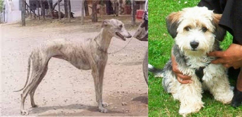 Yo-Chon vs Rampur Greyhound - Breed Comparison