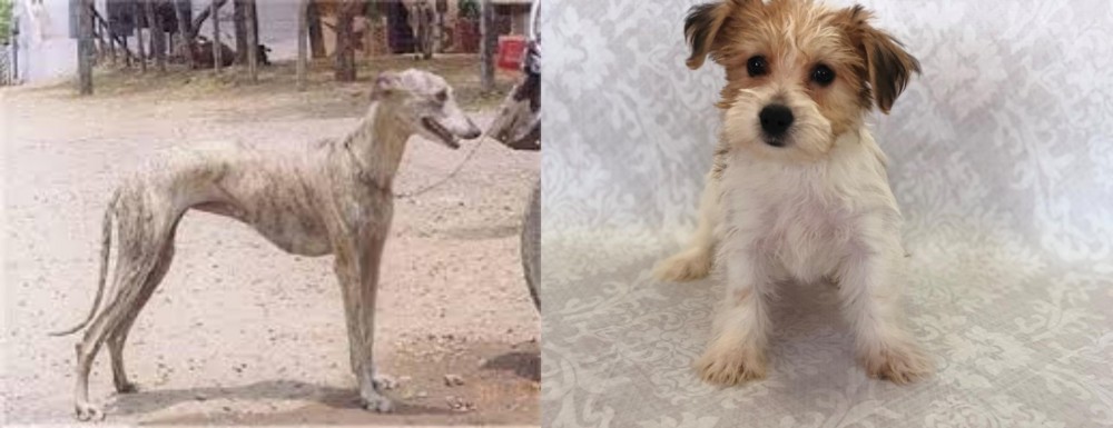 Yochon vs Rampur Greyhound - Breed Comparison