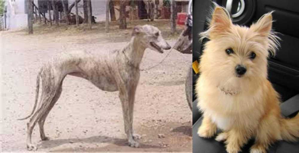 Yoranian vs Rampur Greyhound - Breed Comparison