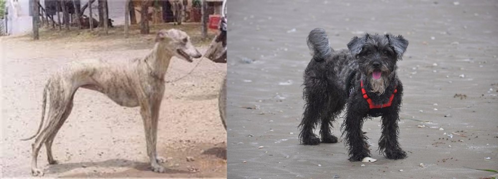 YorkiePoo vs Rampur Greyhound - Breed Comparison