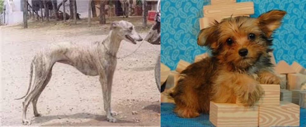 Yorkillon vs Rampur Greyhound - Breed Comparison